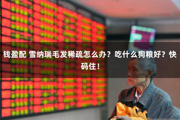 钱盈配 雪纳瑞毛发稀疏怎么办？吃什么狗粮好？快码住！